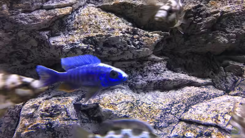 Sciaenochromis ahli von Purki (110)