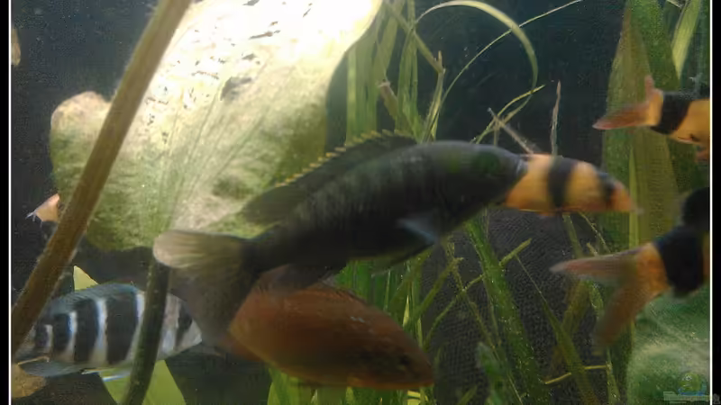 Sciaenochromis ahlii Weibchen von mariajudyta (50)