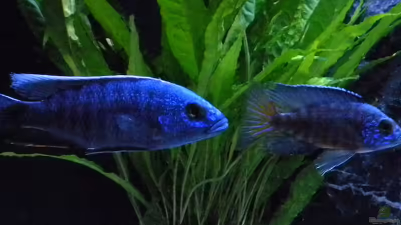 Sciaenochromis Fryeri  / Aulonocara Chilumba von flightsim (195)