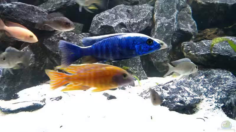 Sciaenochromis Fryeri - Aulonocara Kandeense - Aulonocara Mandarin von Malawi91 (13)
