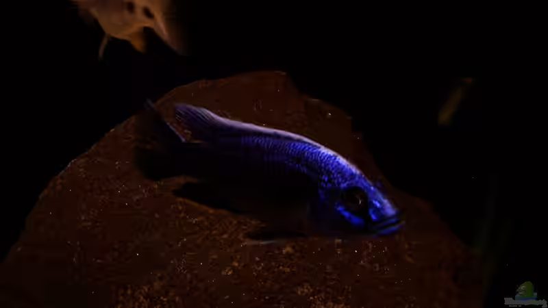 Sciaenochromis Fryeri - Bock von Ronny Laumer (9)