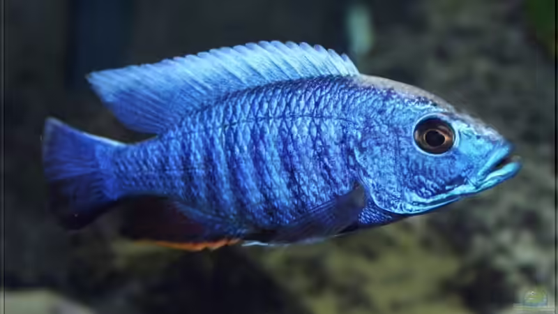 Sciaenochromis fryeri - Männchen WFNZ von Pütti (16)