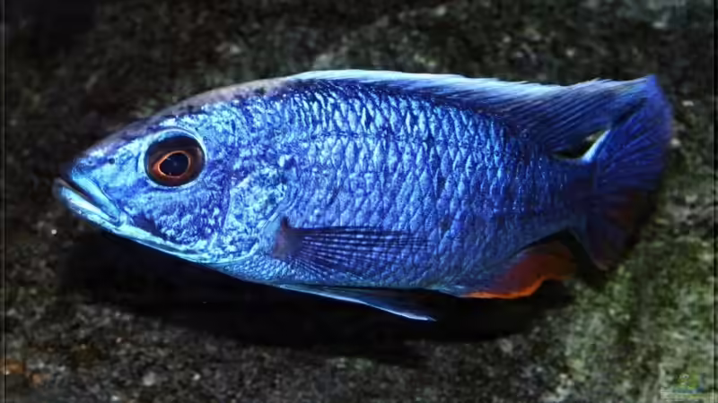Sciaenochromis fryeri - Männchen WFNZ von Pütti (17)