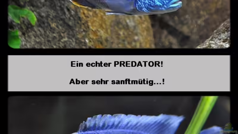 Sciaenochromis Fryeri - Mix 1 von ***ELLIS*** (76)