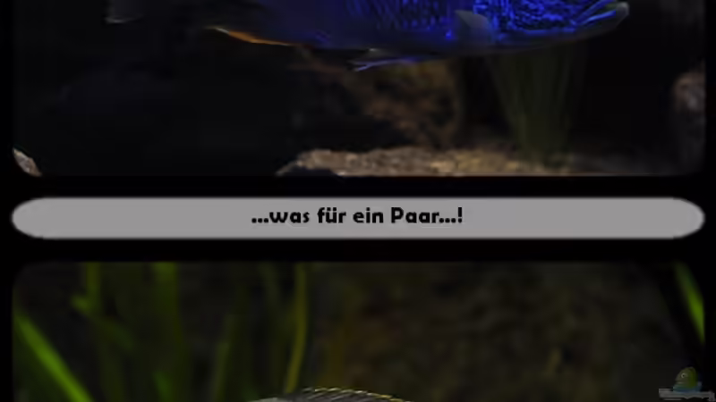 Sciaenochromis Fryeri - Mix 4 von ***ELLIS*** (78)