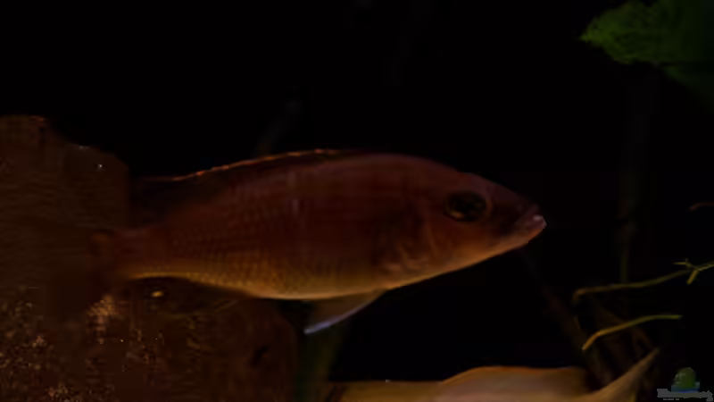 Sciaenochromis Fryeri - Weib von Ronny Laumer (10)