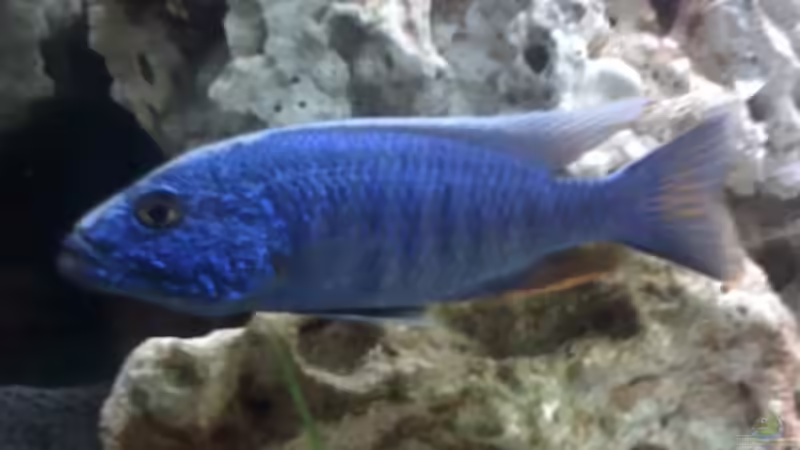 Sciaenochromis fryeri  male von Harald Ollenburg (11)