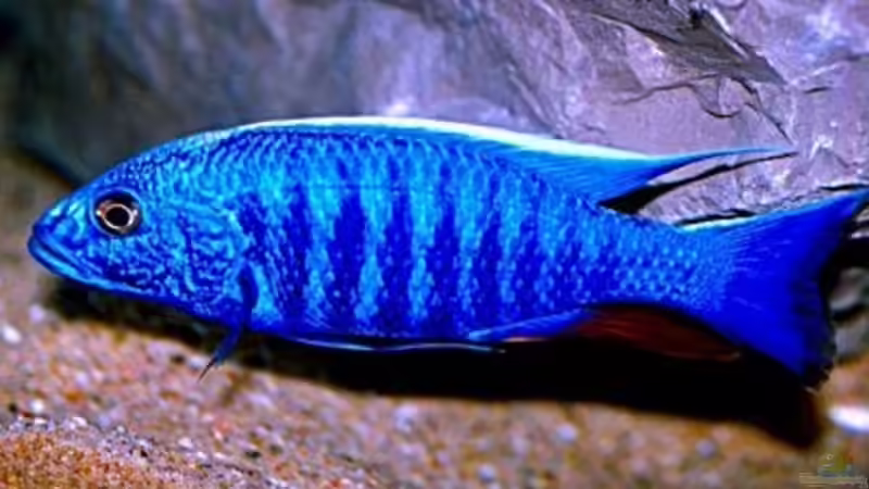 Sciaenochromis fryeri  von Henni Dampf (9)