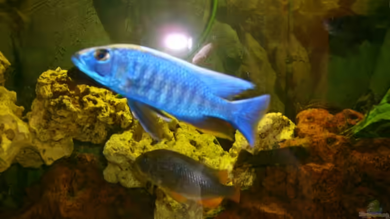Sciaenochromis fryeri  von Hollywood (16)