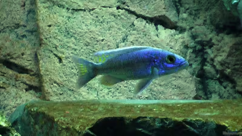 Sciaenochromis fryeri  von justin (10)