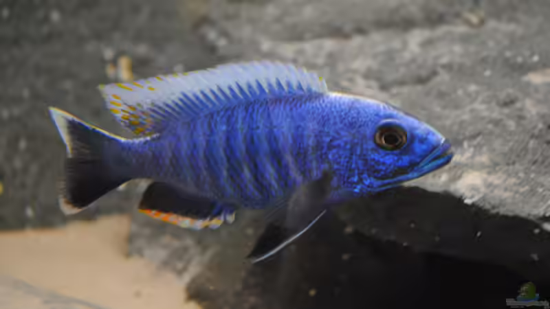 Sciaenochromis fryeri  von rOCkStaR (16)
