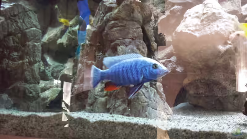 Sciaenochromis Fryeri  von Thomas u. Gabriele P. (61)