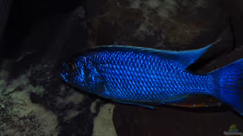 Sciaenochromis fryeri 12.01.2013 von Steffen G (58)