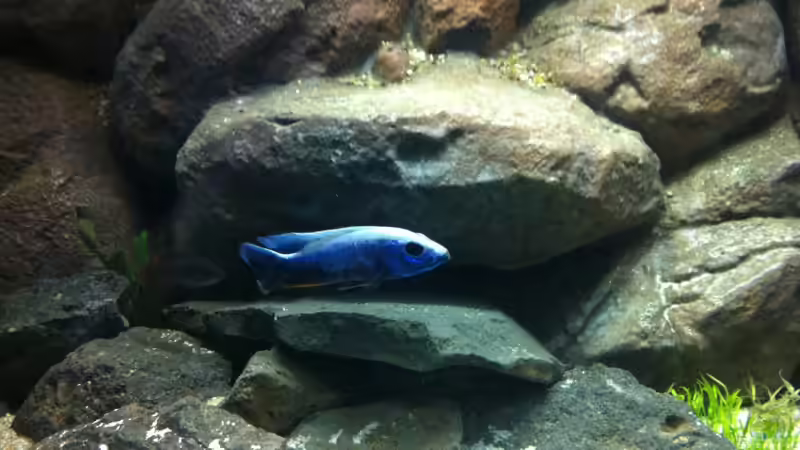 Sciaenochromis fryeri ahli (altes Bild) von Sunny73 (35)