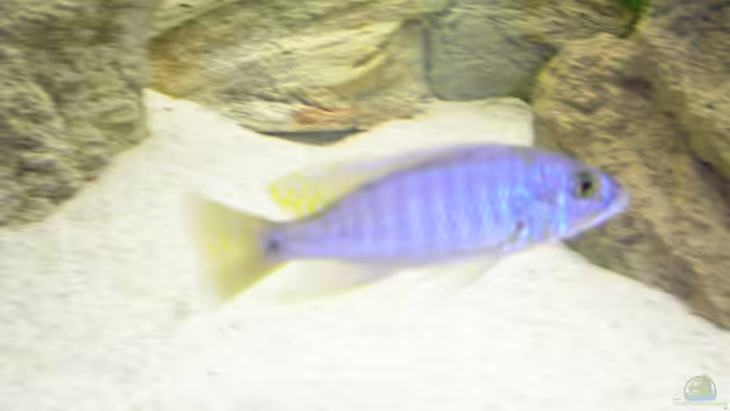 Sciaenochromis fryeri ???ahli??? Bock von Wesermalawi (23)