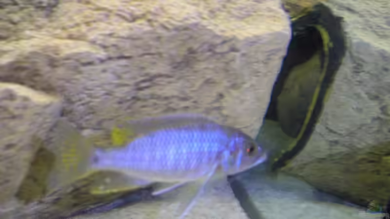 Sciaenochromis fryeri ???ahli??? Bock von Wesermalawi (24)