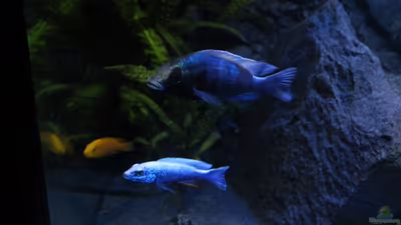 Einrichtungsbeispiele für Aquarien mit Sciaenochromis-Arten