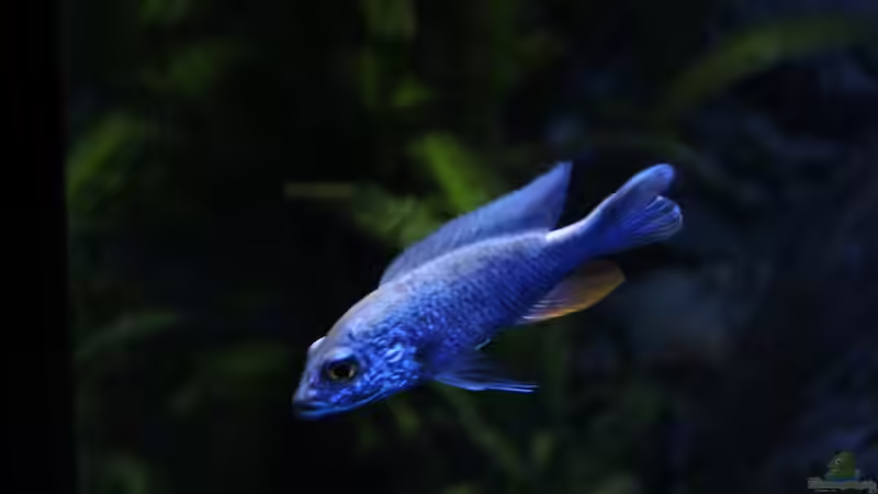 Sciaenochromis fryeri ahli iceberg von chR576 (29)