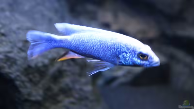 Sciaenochromis fryeri ahli iceberg von chR576 (30)