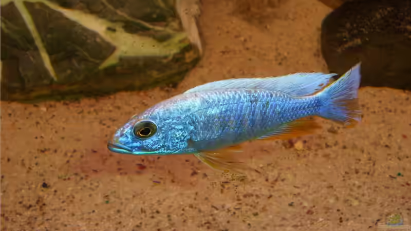 Sciaenochromis fryeri ahli Iceberg von chrismalawifan (29)