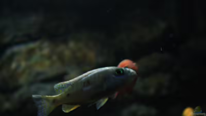 Einrichtungsbeispiele für Sciaenochromis ahli