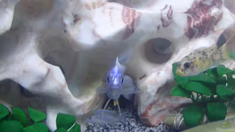 Sciaenochromis fryeri (Ahli) von Frank S. (11)