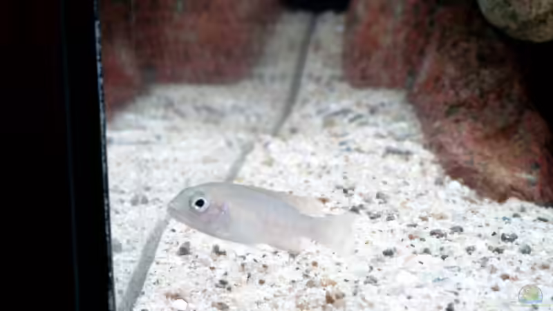 Sciaenochromis fryeri (ahli) von Johannes Loers (5)