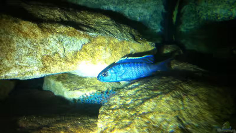 Sciaenochromis Fryeri bei Nacht von Green Zebra (25)