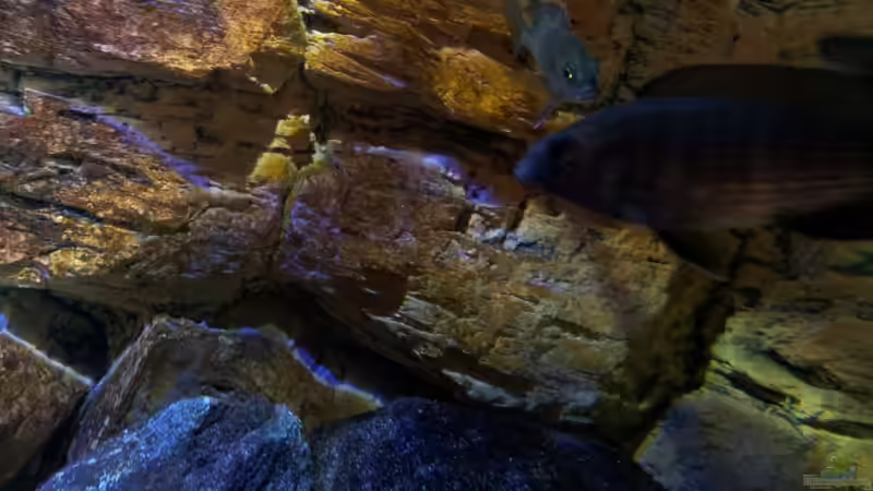 Sciaenochromis fryeri beide Damen von Lutz K (47)