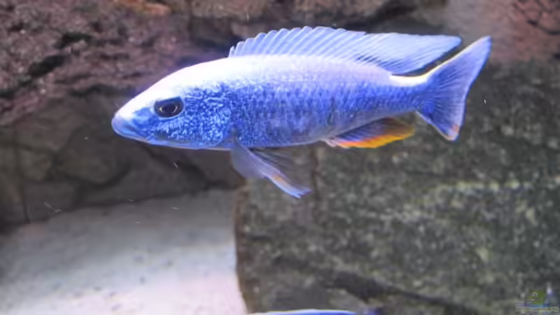 Sciaenochromis fryeri Bock 2 von baule2002 (21)