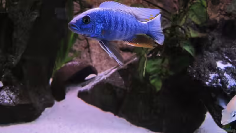 Sciaenochromis fryeri Bock von baule2002 (20)