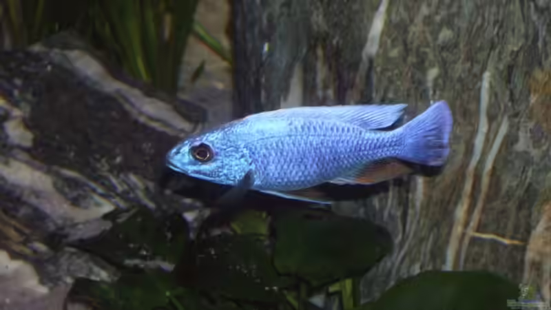 Sciaenochromis fryeri Bock von Der Schweizer (11)
