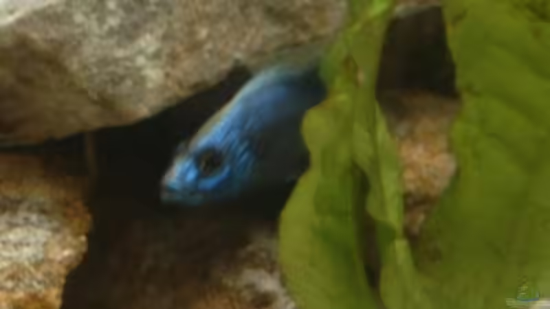 Sciaenochromis fryeri Bock von Jerome Homann (11)