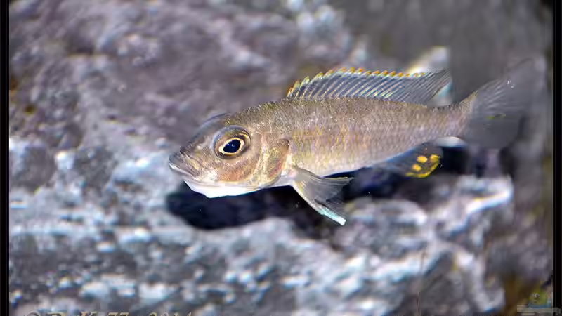 Sciaenochromis fryeri Dame von DaKo77 (51)