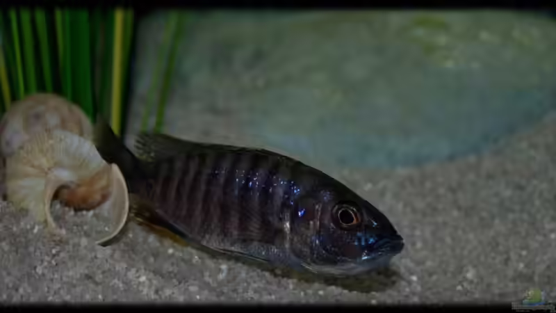 Sciaenochromis fryeri (female) von Der Schweizer (60)