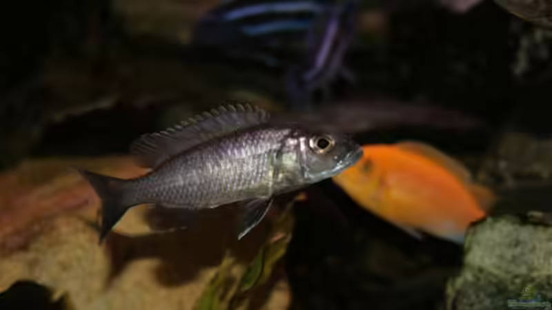 Sciaenochromis fryeri female von Mikey (33)