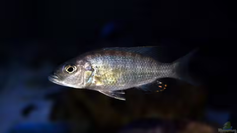 Sciaenochromis fryeri female von Oeli (75)