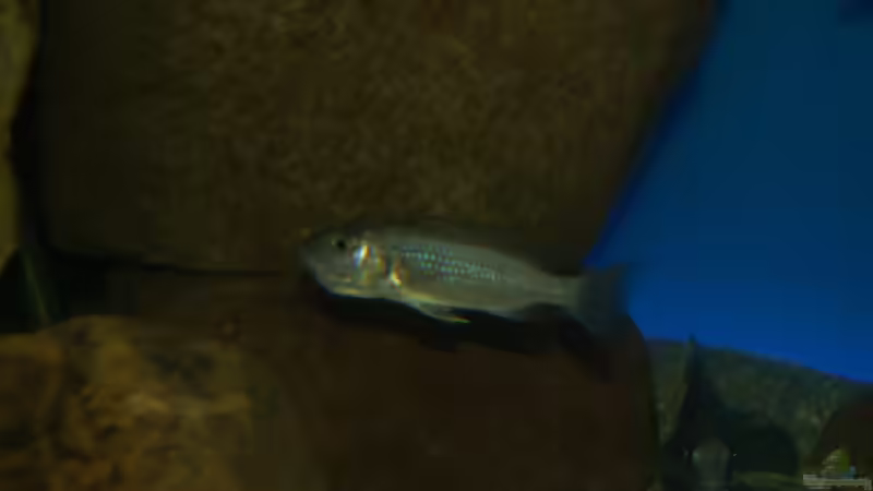 Sciaenochromis fryeri female von Oeli (79)