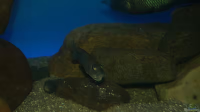 Sciaenochromis fryeri female von Oeli (82)