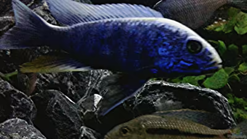 Sciaenochromis fryeri iceberg  & Protomelas similis  von Heike Fuchs (80)