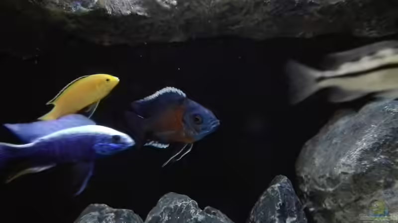 Sciaenochromis fryeri iceberg, Labidochromis Yellow, copadichromis borley kadango red fin  von Heike Fuchs (33)