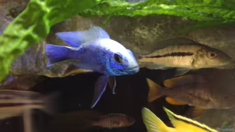 Sciaenochromis fryeri iceberg  von Heike Fuchs (37)