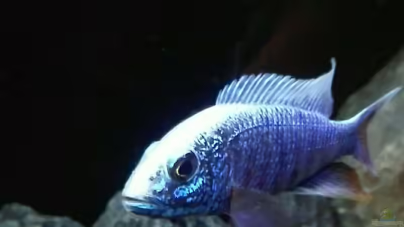 Sciaenochromis fryeri iceberg  von Heike Fuchs (55)
