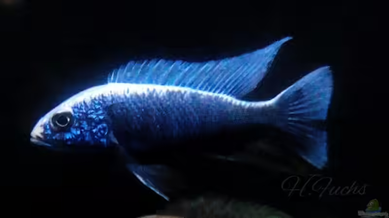 Sciaenochromis fryeri iceberg  von Heike Fuchs (68)