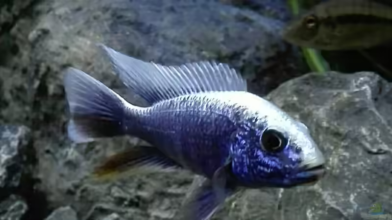 Sciaenochromis fryeri iceberg  von Heike Fuchs (74)