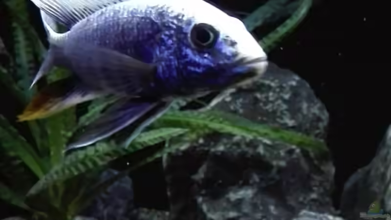 Sciaenochromis fryeri iceberg  von Heike Fuchs (77)
