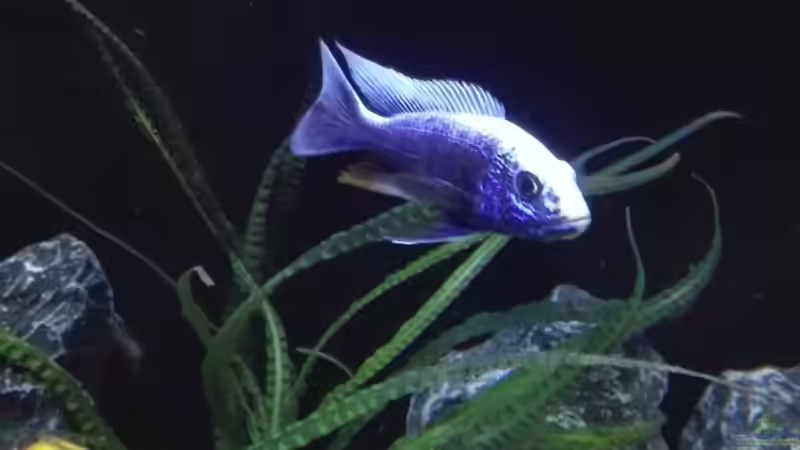 Sciaenochromis fryeri iceberg  von Heike Fuchs (83)