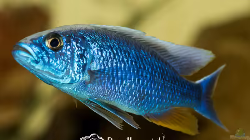 Sciaenochromis Fryeri Iceberg Ahli (m) von Martin Pröll (12)