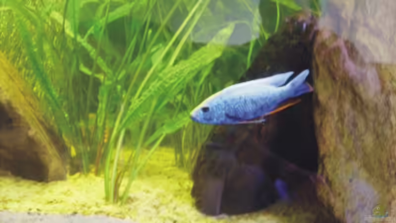 Sciaenochromis fryeri Iceberg Bock von Andreas Rode (14)
