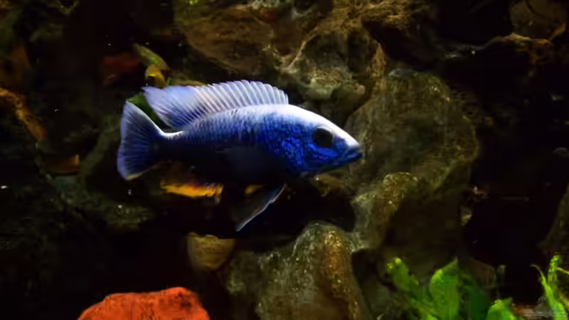 Sciaenochromis Fryeri Iceberg von Andreas Hesse (12)